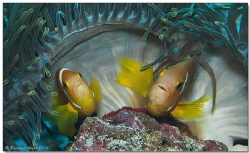 - parental care -
Maldive anemonefishes (Amphiprion nigr... by Reinhard Arndt 